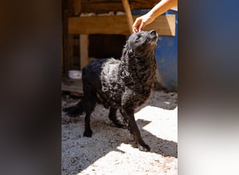 Nox ❤️ liebevoller Kämpfer auf 3-Beinen