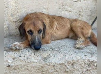 Sanfter ♥ Oscar ♥ wartet schon in 74749 Rosenberg