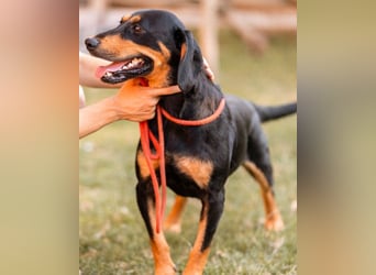 Lieber, aufgeschlossener Bliss ❤️ sucht sein neues Zuhause