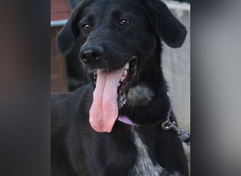 Xena - lebensfrohe, aktive, liebe Hündin