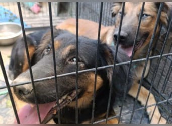 Kleine, schüchterne Vaiana = sucht Liebe und Treue