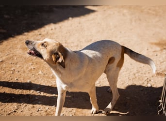 Liebe Nala möchte bei dir einziehen
