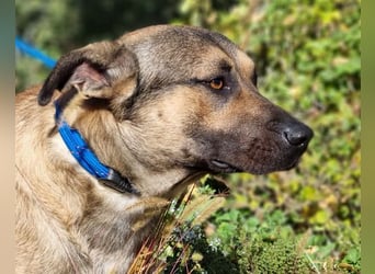 Good-Boy LINO❤️zutraulich, sozial & aufgeschlossen