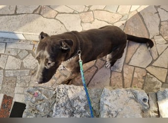 Goldige ♥ Godina ♥ kinderliebe, soziale Hündin