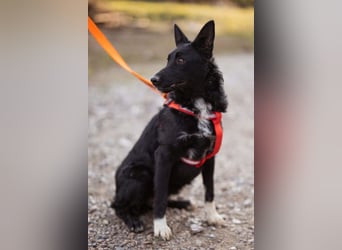 Betty ❤️ kuschlige, verspielte junge Hundedame