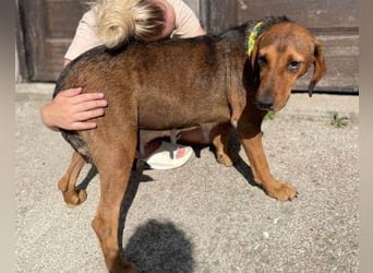 Reina in 01640 Coswig