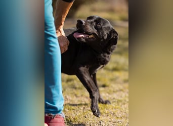 Coolio - wunderbar fröhlicher aktiver Bub