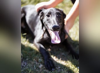DIEGO❤️sozialer, menschenbezogener Jungspund mit fröhlichem Wesen
