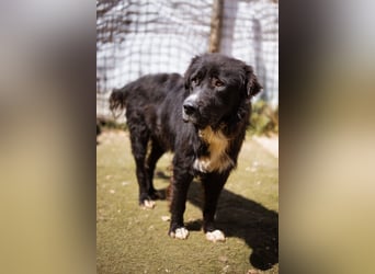 GARO❤️verschmuster, sanfter und liebevoller Begleiter