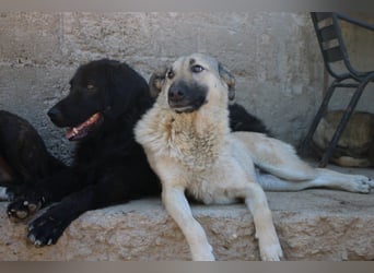 BIMBO❤️freundlicher, ruhiger Fellschnuffel - liebt einfach alles und jeden um sich herum