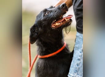 Traumhündin Ebony ❤️ verträglich, lieb, offen!