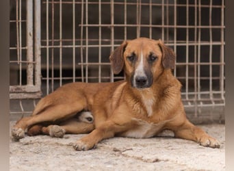Sanfter Rüde ♥Amigo♥ erwartet dich bereits in 74749 Rosenberg