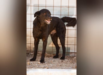 Black-Beau ♥ Sasha ♥ noch schüchtern - verständlich - aber herzlich