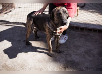 Ludwig ❤️ unser lieber, verschmuster Jungrüde!