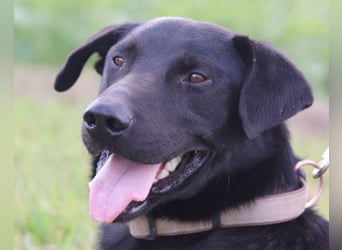 Blacky Aron ♥️ so verschmuster & verspielter Rüde