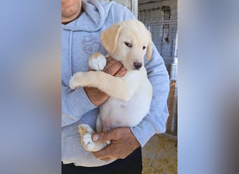 Klein ♥Luan♥ fröhlicher, neugieriger Welpenbub