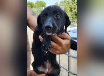 Herziges Welpenmädl Ava ❤️ so lieb, neugierig & verspielt!