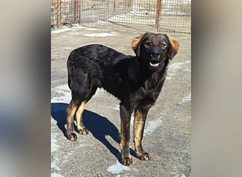 Bub ♥Bertie♥ lieber, fröhlicher Jungrüde