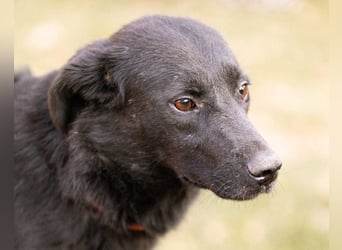 CHUNA❤️freundliche, neugierige & absolut liebenswerte Schmusepfote