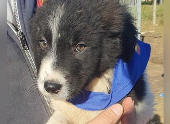 Sammy- jung, noch schüchtern - sucht seine feste Bindung