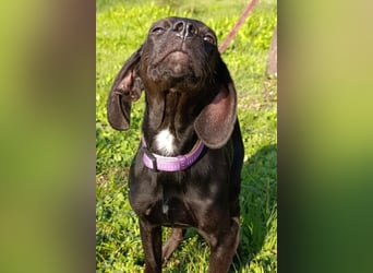 Luna ❤️ fröhliches, aktives Hundemädchen