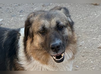 KORA❤️sanfte Seele sucht sehnsüchtig ein liebevolles Zuhause & Geborgenheit