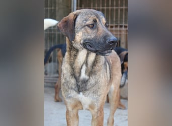 FEODOR❤️so lieber, verträglicher, noch schüchterner Hundejunge