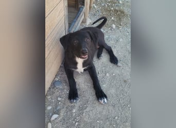 Herziges Welpenmädl Ava ❤️ so lieb, neugierig & verspielt!