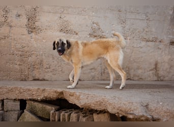 Sofia ♥️ liebe und aktive HSH-Mix-Junghündin