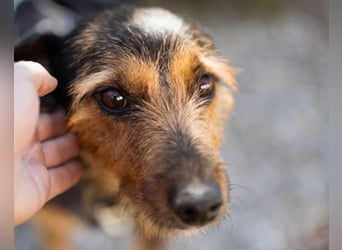 RICARDA❤️sanfte Terrier-Dame mit großem Herz sucht liebevolles Zuhause