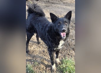 Betty ❤️ kuschlige, verspielte junge Hundedame