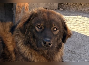 Bub ♥ Bertie ♥ ein lieber, fröhlicher, innen und außen schöner Jungrüde