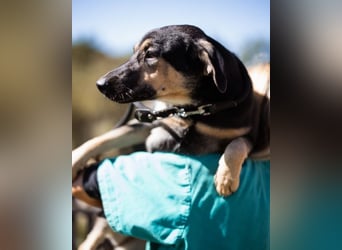 Terrier-Mix LISA❤️sanft, freundlich, lieb und sehr menschenbezogen