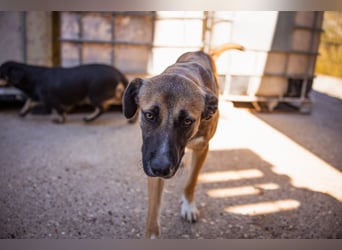 Liebste Lisa - die pure Lebensfreude auf 4 Pfoten