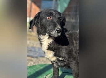 BOBI❤️sanfter, liebevoller & treuer Schatz sucht ein Zuhause voller Liebe!