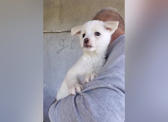 Welpin ♥Tara♥ sucht Schutz & Liebe