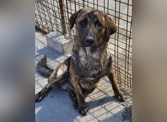 Ludwig ❤️ unser lieber, verschmuster Jungrüde!