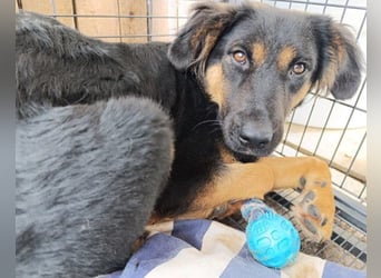 Kleine, schüchterne Vaiana = sucht Liebe und Treue