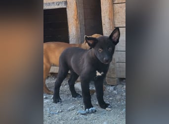 Zuckerschnute YVETTE❤️fröhliches, verkuscheltes Welpenmädchen sucht ihr Für-Immer-Körbchen