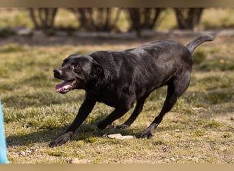 Coolio - wunderbar fröhlicher aktiver Bub