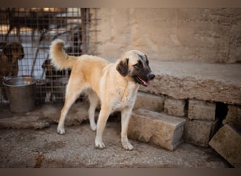 Sofia ♥️ liebe und aktive HSH-Mix-Junghündin