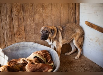 COCO❤️verspielt, sanft und voller Vertrauen: ein Herz für Groß und Klein!
