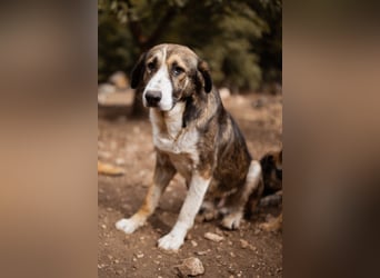 Prachtbursche Pero - ein toller Familienhund sozial, klug, lieb