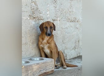 Sanfter Rüde ♥Amigo♥ erwartet dich bereits in 74749 Rosenberg