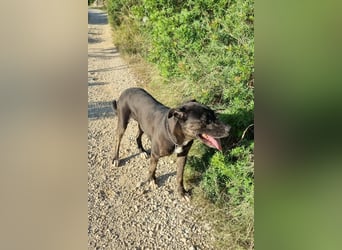 Goldige ♥ Godina ♥ kinderliebe, soziale Hündin