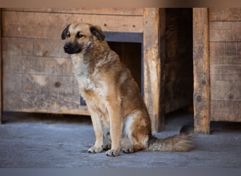 Ben ❤️ schmusiger, schüchterner Hundebub