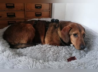 Reina in 01640 Coswig