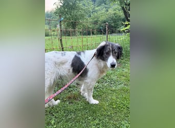 ♥Milla♥ liebe, ruhige Hündin auch kinder- und katzenfreundlich