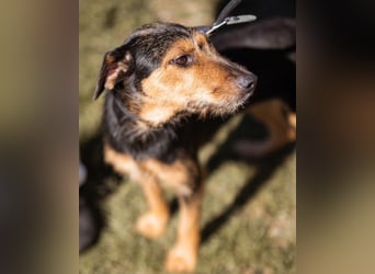 RICARDA❤️sanfte Terrier-Dame mit großem Herz sucht liebevolles Zuhause