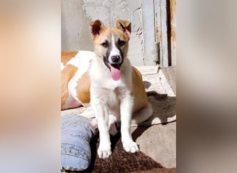 Ella ❤️ super liebes, junges Hundemädchen